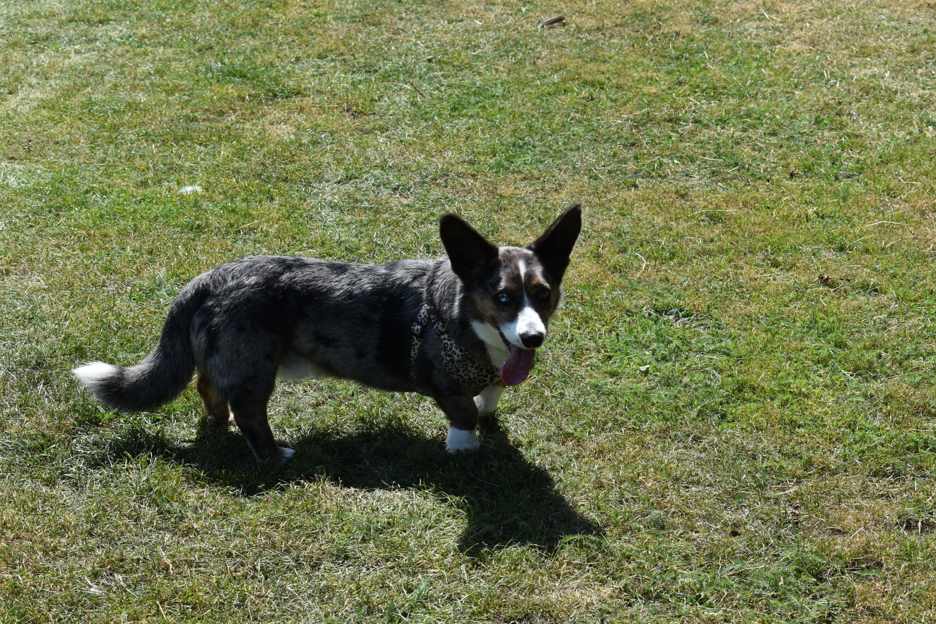 Corgi on a field.JPG