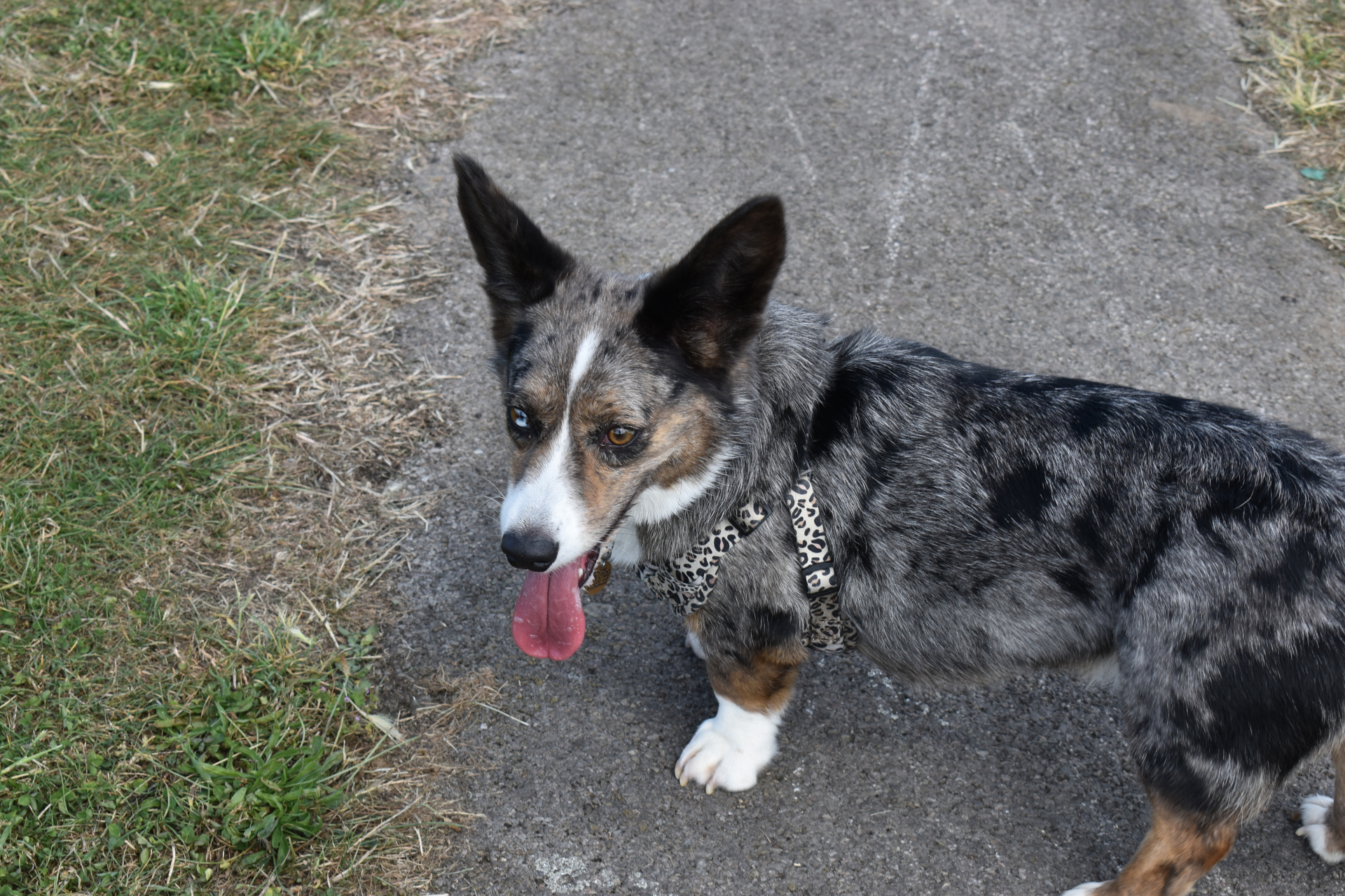 Corgi on a path.JPG