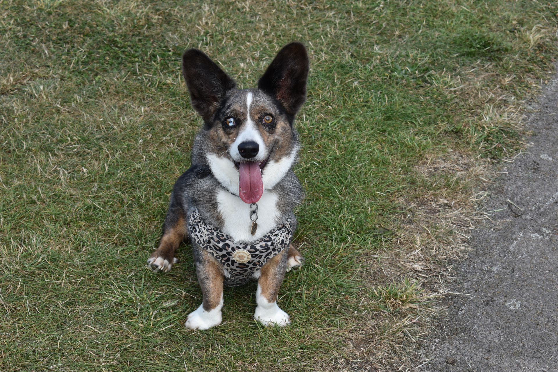 Corgi sitting.JPG