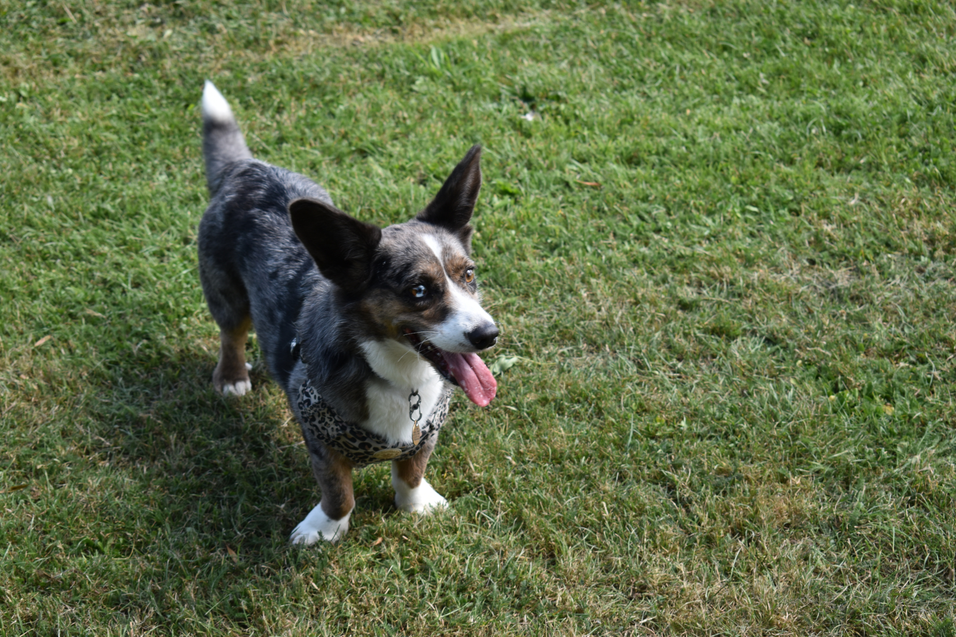 Happy Corgi standing.JPG