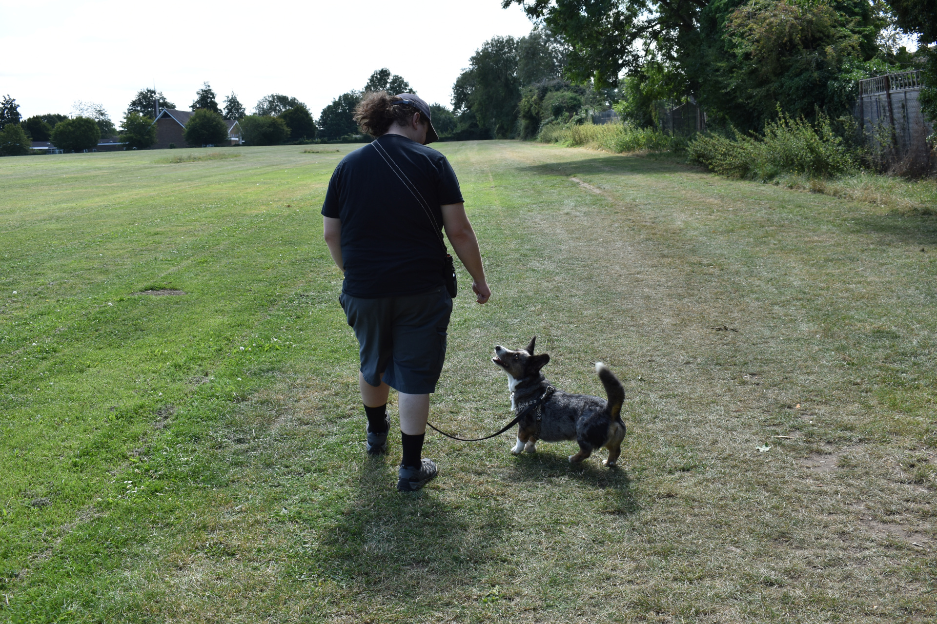 Walker walking the corgi.JPG