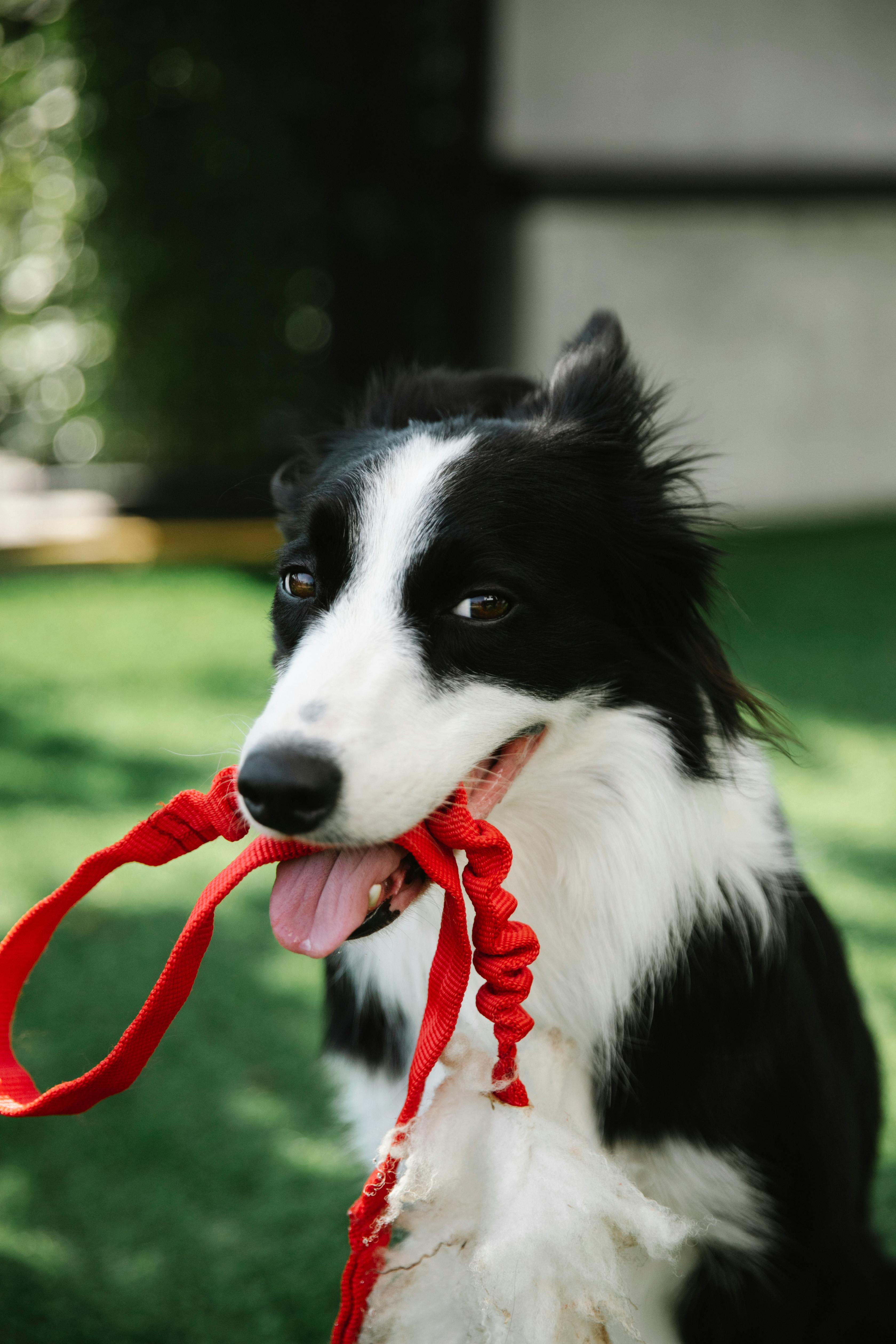 Dog with lead in the mouth