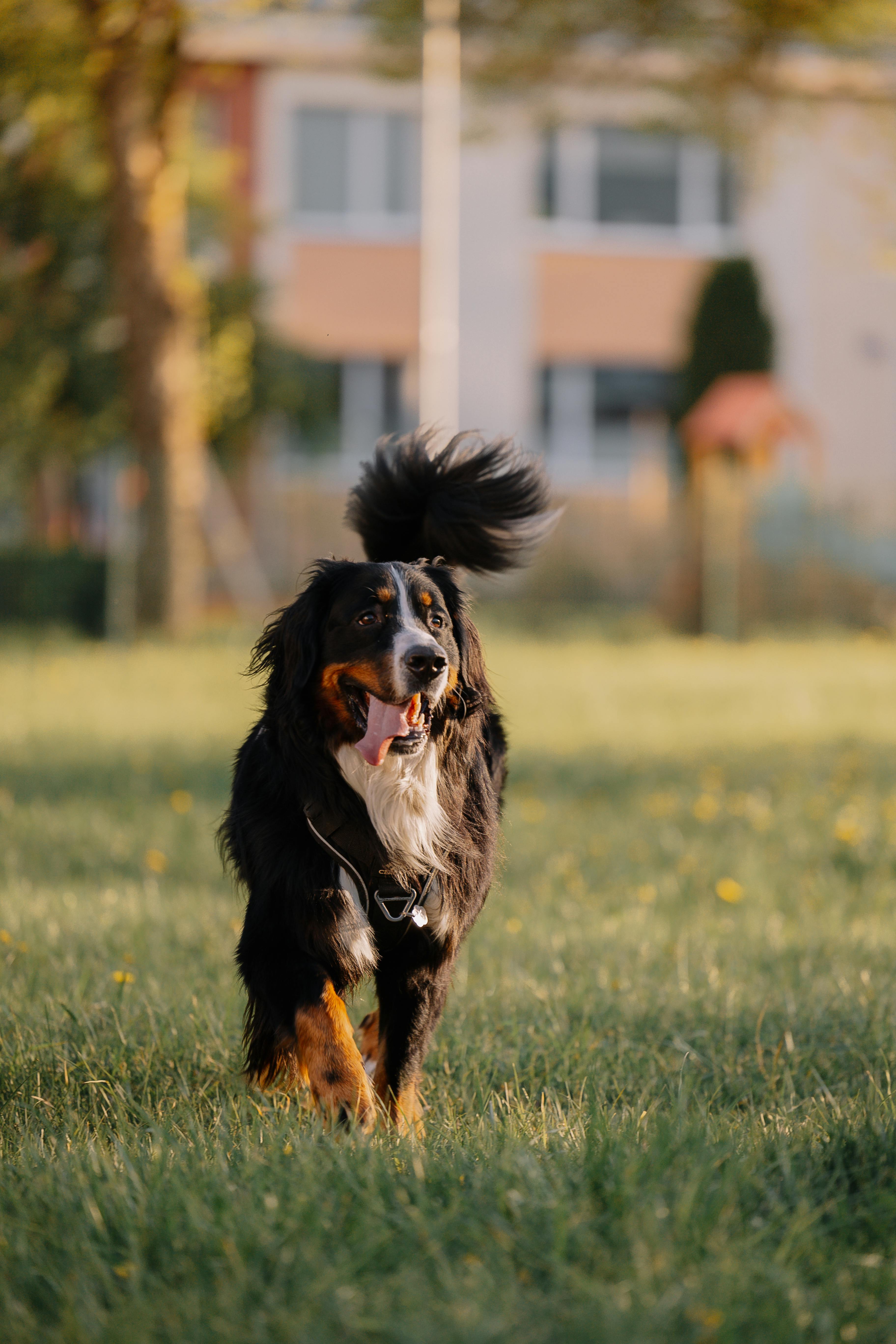 Dog with lead in the mouth