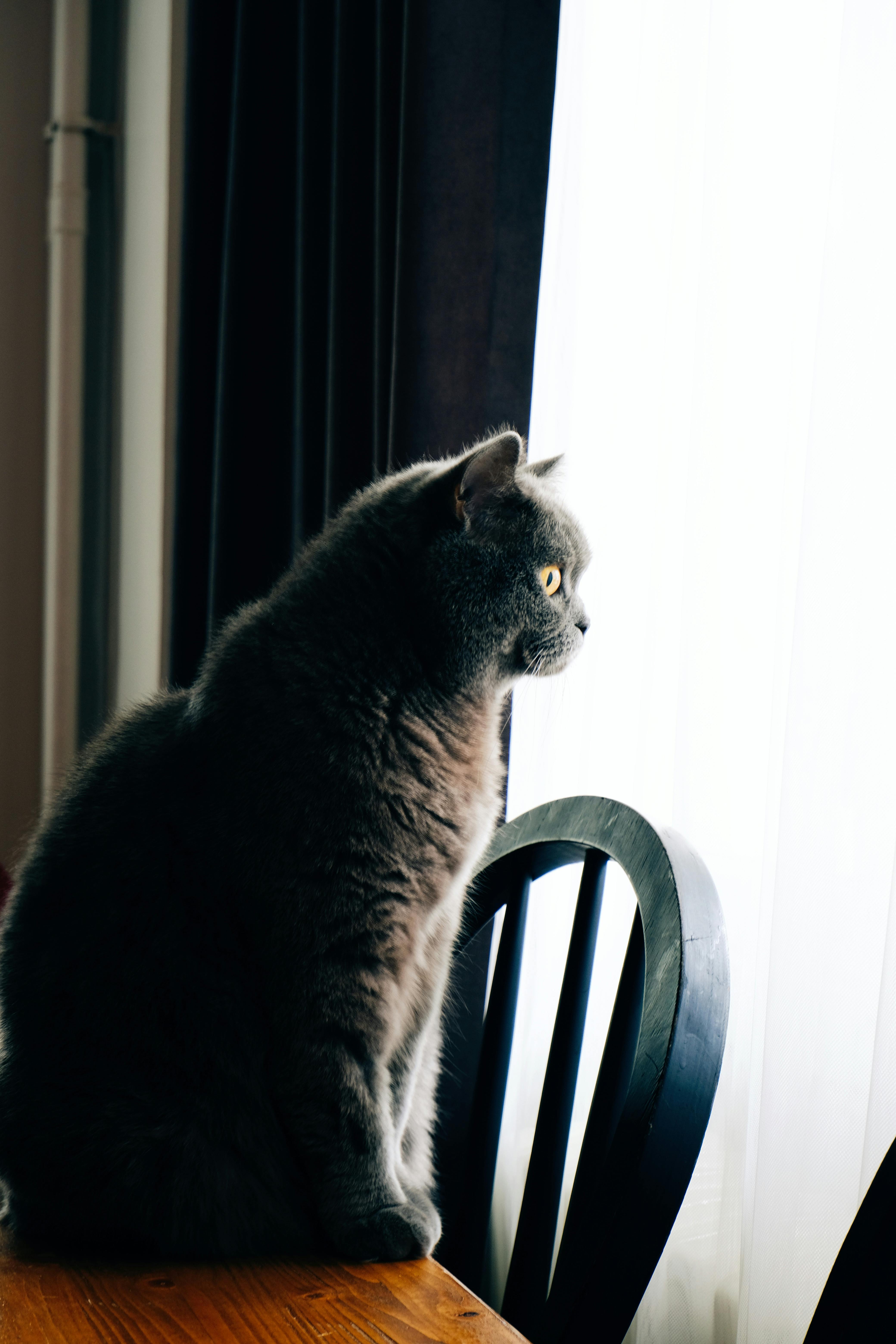 Cat looking outside