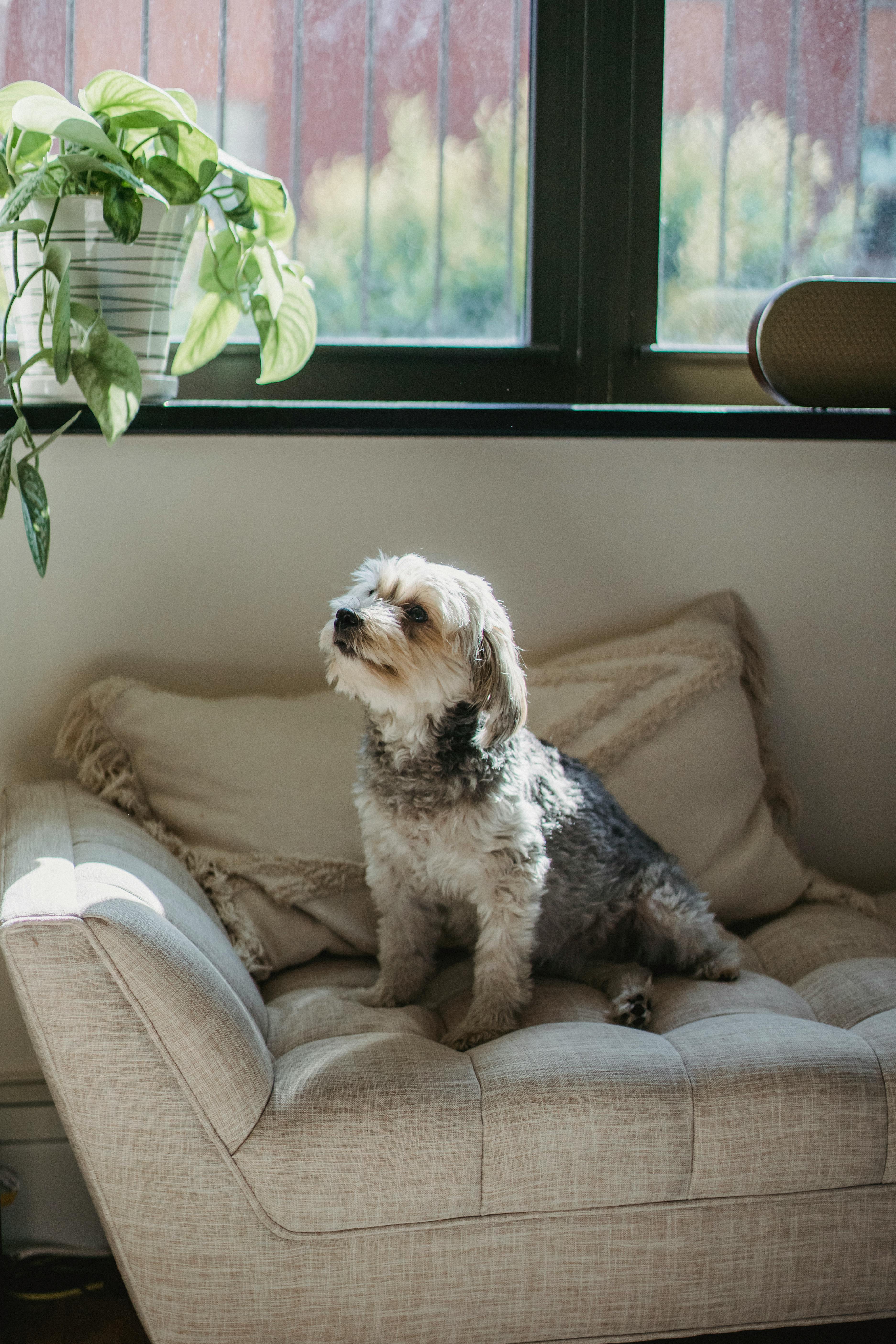 Small dog on a sofa