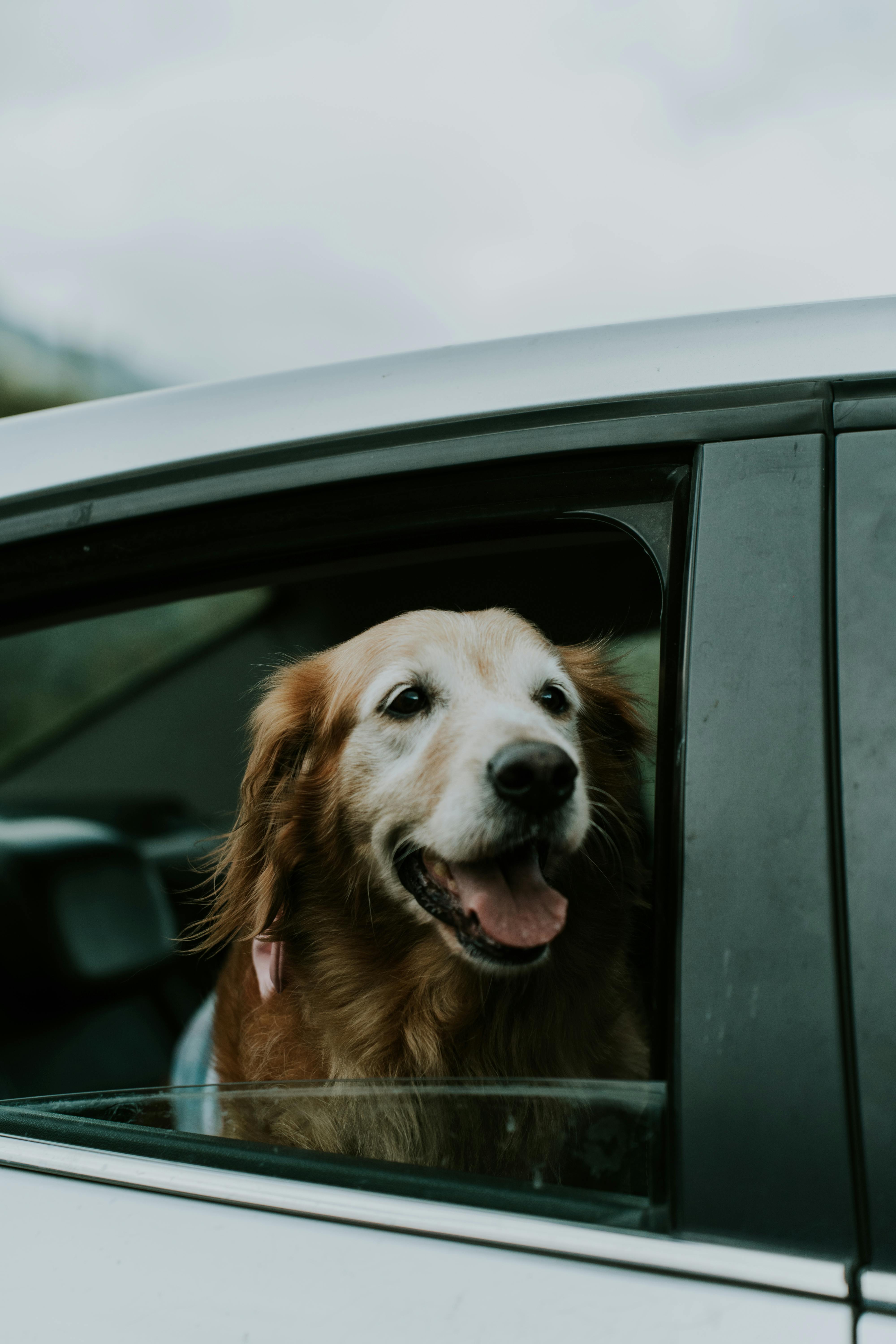 Dog looking out of a car window