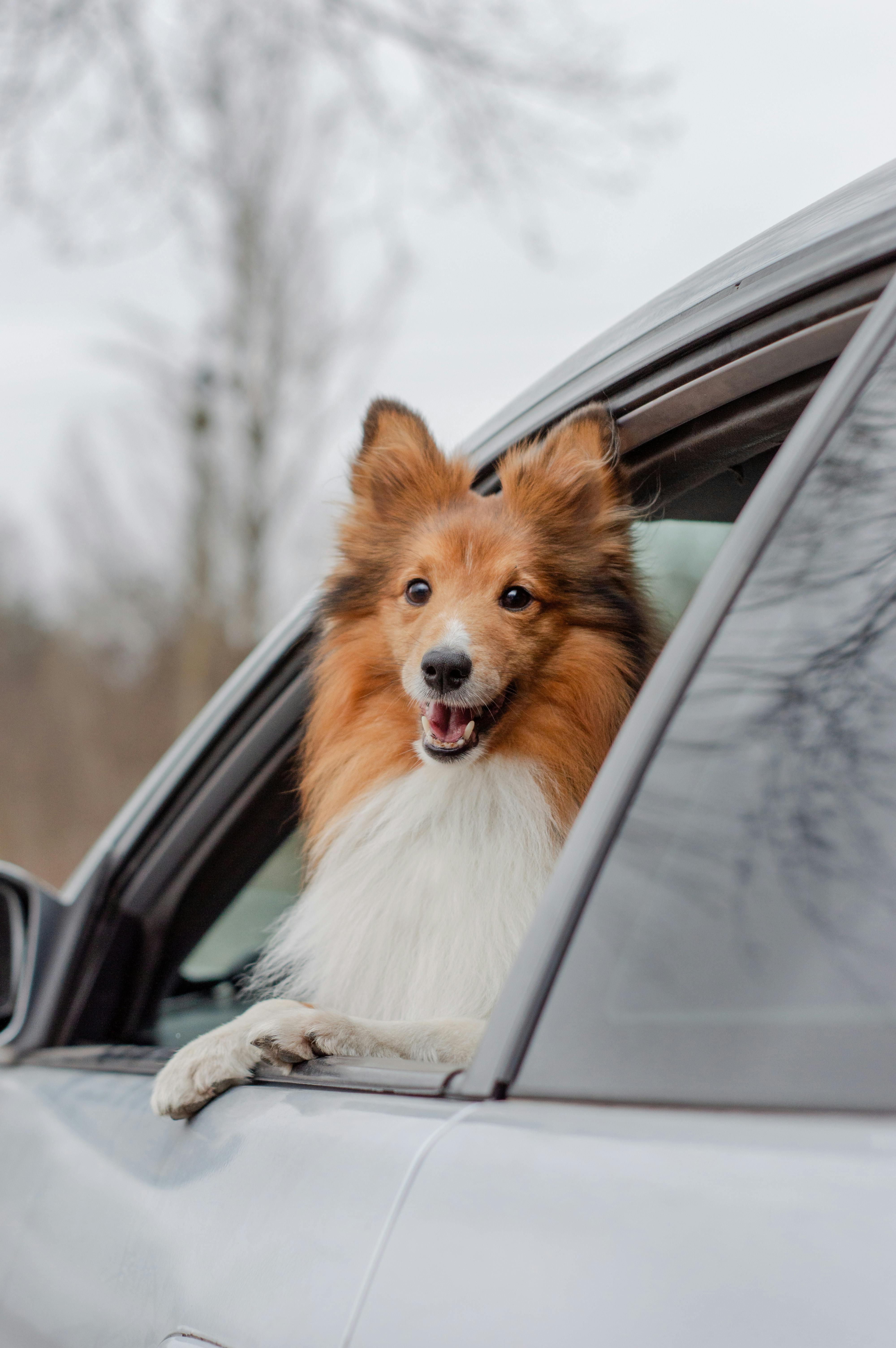 Dog looking out of a car window